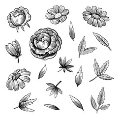 Set of hand drawn peonies flowers and leaves in black and white ink engraving style.