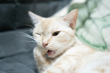 Fototapeta premium 指をくわえる猫