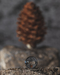 Pine cone in the small photo ball