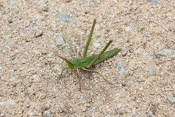 long-headed grasshopper on soil background.