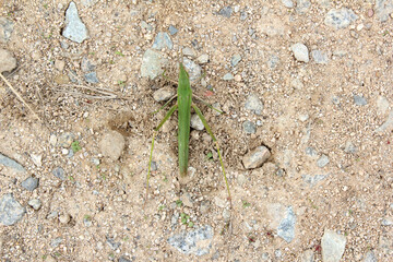 long-headed grasshopper on soil background.