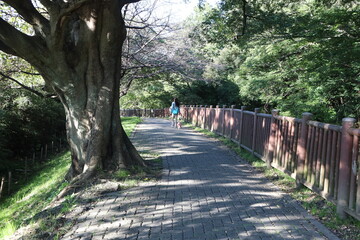 散歩道