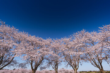 日本　長沼フートピア公園の満開の桜並木