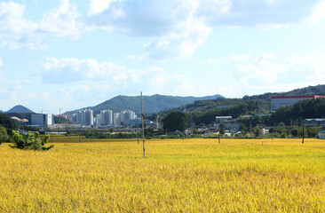 autumn golden rice field. 
Rural landscape.