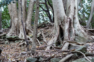 枯れた植物　森　木の根