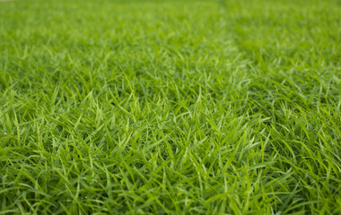 spring season abstract natural background of green rice farm close up with water drop . grass with water drops .