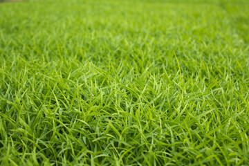 spring season abstract natural background of green rice farm close up with water drop . grass with water drops .