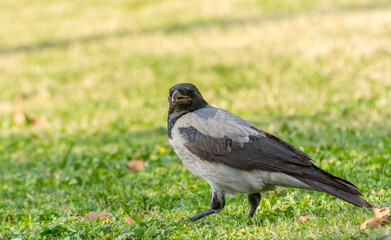 A grey white neck hooded crow (Corvus cornix) standing on grassland in autumn with fall leaves in Tehran, Iran