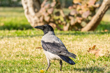 A grey white neck hooded crow (Corvus cornix) standing on grassland in autumn with fall leaves in Tehran, Iran