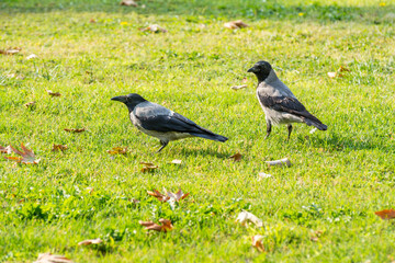 Two grey white neck hooded crows (Corvus cornix) looking each other on grassland in autumn with fall leaves in Tehran, Iran