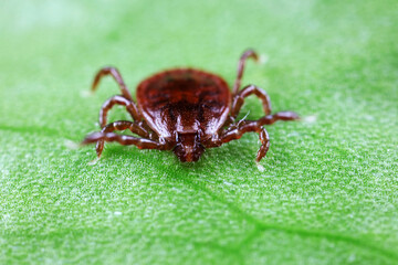 Ticks live on wild plants in the North China Plain
