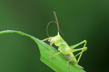 Katydids on wild plants, North China