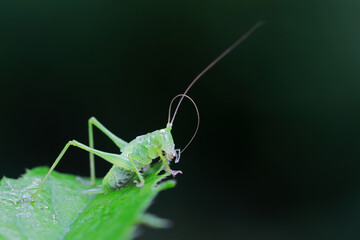 Katydids on wild plants, North China