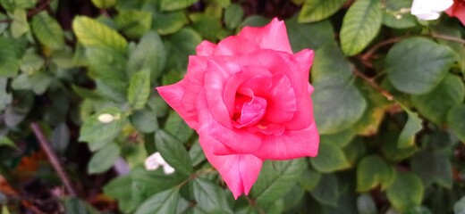 pink rose bush
