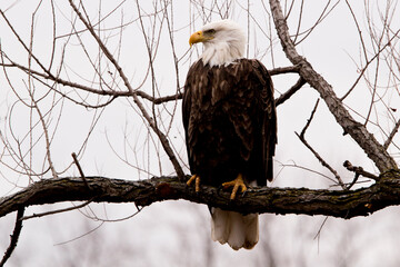 American bald eagle close up