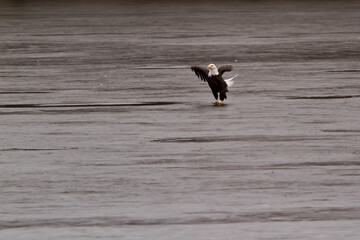 Adult bald eagle flapping wings