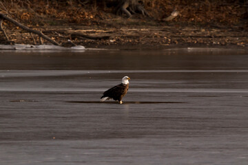 American bald eagle looking right