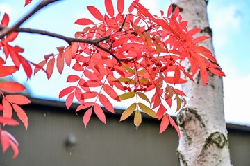 きれいに紅葉したナナカマド＠富良野、北海道