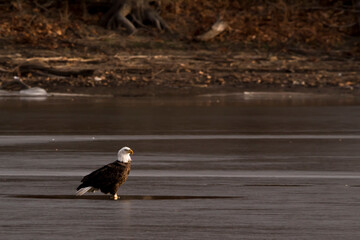 Adult bald eagle in the water looking right