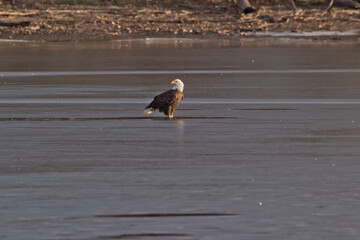 Adult bald eagle on river
