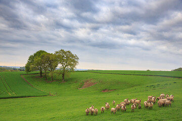 Flock of Sheep in the Belgian Countryside
