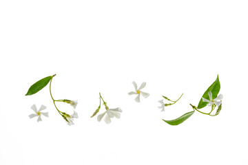 Chinese star jasmine flowers in bloom isolated on white background with copy space above