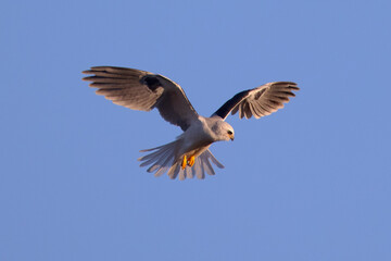 Close-up of a white-tailed kite about to dive on a prey, seen in beautiful light in North California 