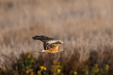 Extremely close view of a male hen harrier hunting, seen in the wild in North California