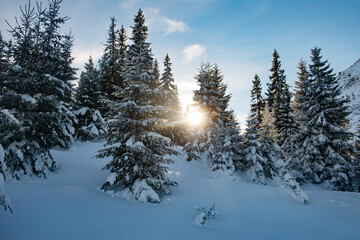 Scenic winter snowy forest lit by the setting sun