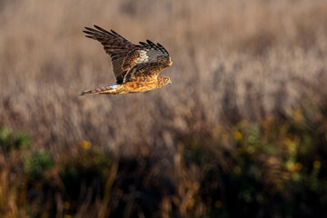 Extremely close view of a male hen harrier hunting, seen in the wild in North California