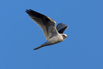 Close-up of a white-tailed kite flying in the wild, seen in beautiful light in North California 