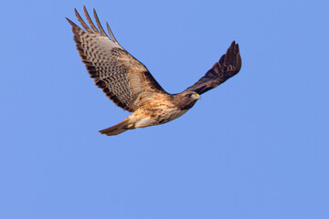 Close view of a red-tailed hawk flying in beautiful light, seen in the wild in  North California 