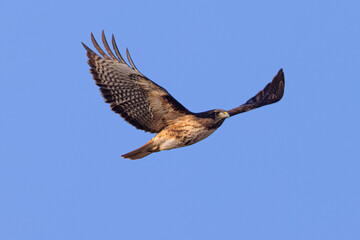 Close view of a red-tailed hawk flying in beautiful light, seen in the wild in  North California 