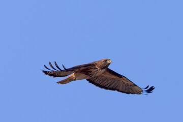 Fototapeta premium Close view of a red-tailed hawk flying in beautiful light, seen in the wild in North California 