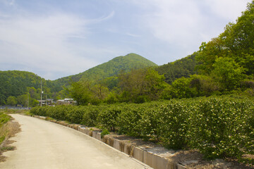 Fototapeta na wymiar spring mountain and road in countryside.