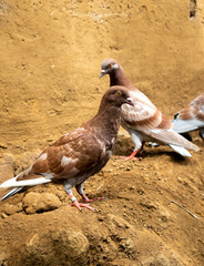 photo of two pigeons