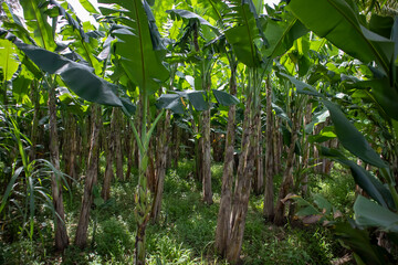 a banana tree field