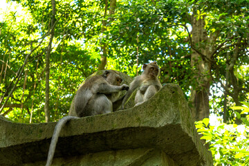 ウブドのモンキーフォレスト