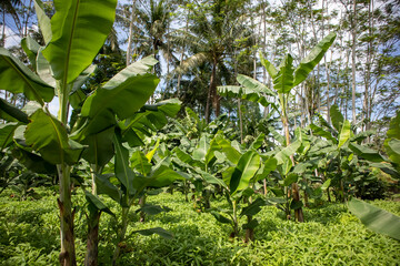 Banana tree land with coconut tree background