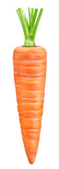 One ripe carrot with clipping path