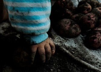 Potatoes and baby. A small child helps parents harvest potatoes on a Sunny autumn day in the garden. Baby's hands.