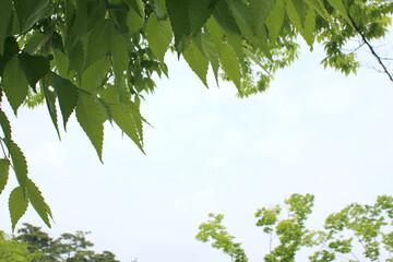 close up green leaf in summer.