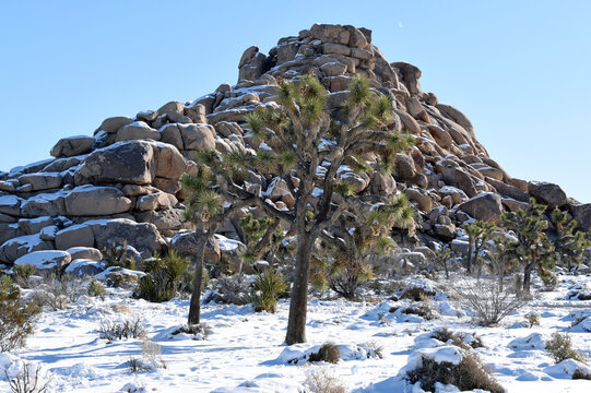 Joshua Tree National Park in the winter with snow