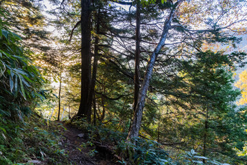 森林　木漏れ日　登山道