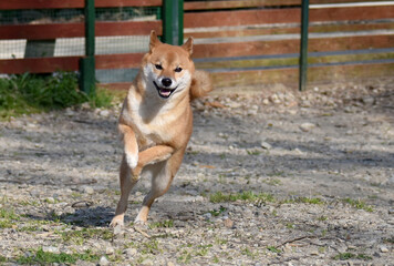 柴犬・走る・ドッグラン