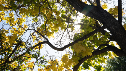 Sun rays beaming thru tree
