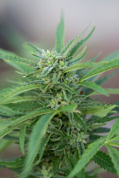 Detail of marijuana buds on a healthy cannabis plant grown outdoors
