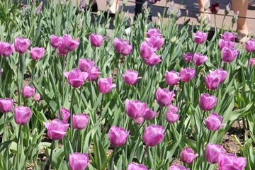 Nature photography - field of tulips
