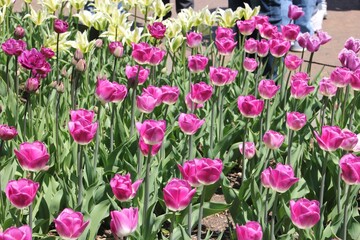 Nature photography - field of tulips
