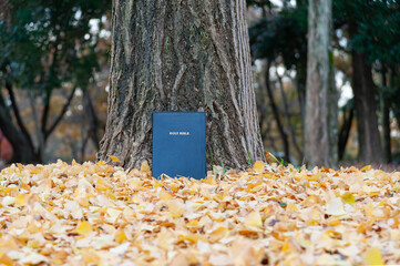 Holy Bible on tree trunk outdoors in autumn with yellow fallen leaves. Copy space